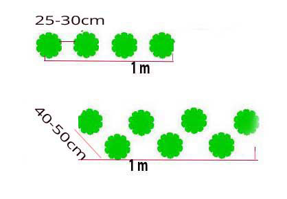 Két ábra mutatja az ültetés lehetőségeket, az első az egy soros 20 cm-ként egymástól, a második két sorba, cakkosan.